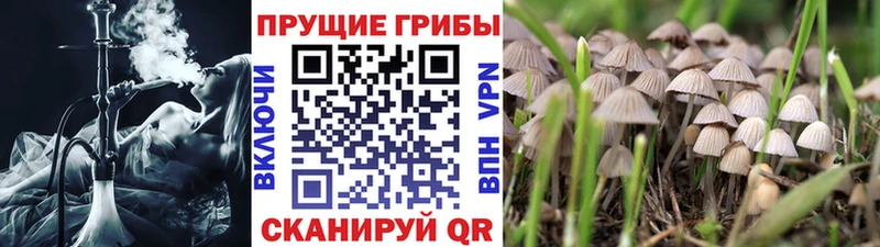 Псилоцибиновые грибы прущие грибы  Калтан 